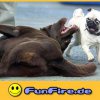 funfire-de-1123744657-11