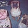 haesslicher-hund