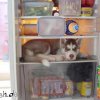 hund-im-kuehlschrank