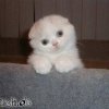 suesses-katzenbaby